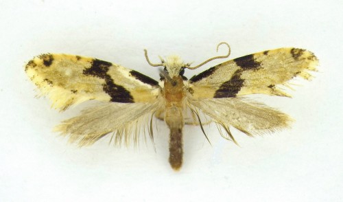 Nemapogon clematella (FABRICIUS, 1781).jpg