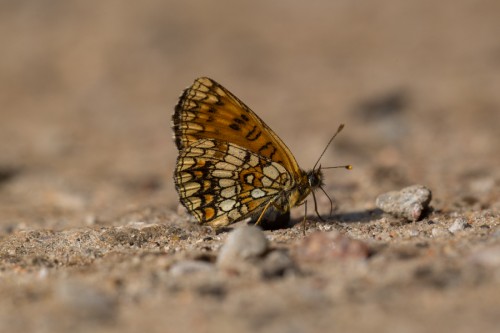 M. athalia.JPG