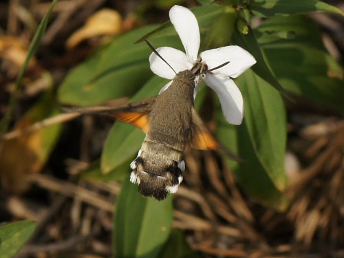 09 09 2018 Macroglossum stellatarum..JPG