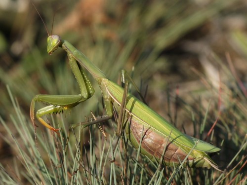 21 09 2018 Mantis religiosa