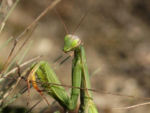 21 09 2018 Mantis religiosa