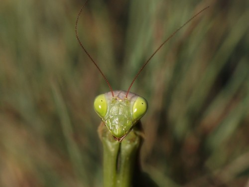 21 09 2018 Mantis religiosa