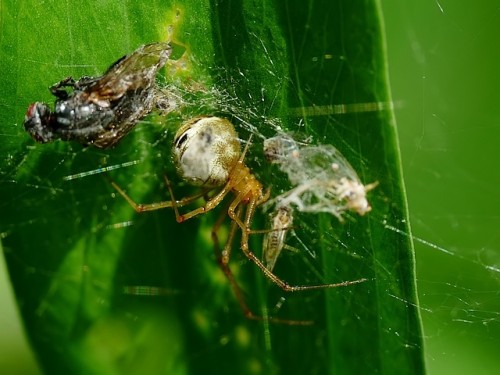 8) 19.06.2016 (Phylloneta sp.?)