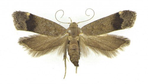Anacampsis obscurella ([D ENIS & S CHIFFERMÜLLER ] 1775) (2).JPG