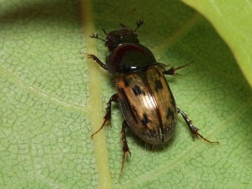 2. Scara­baeidae