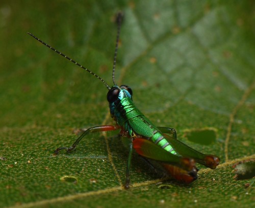 Ampelophilus olivaceus.JPG