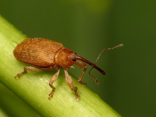 15) Dorytomus sp.?<br />17.05.2009