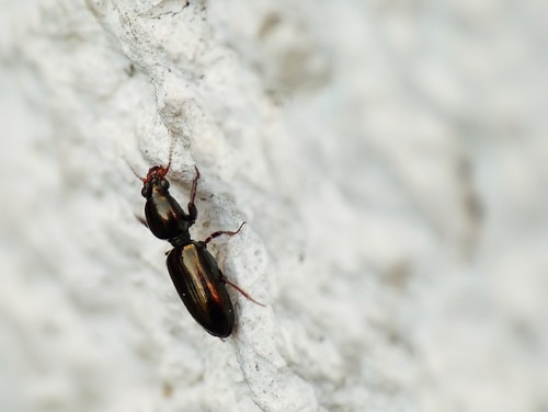 20140429carabidae1.jpg