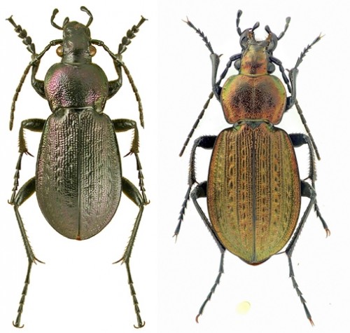 Carabus arcensis vs..jpg