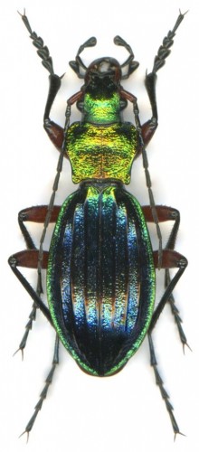 Carabus auronitens_Bieszczady.jpg