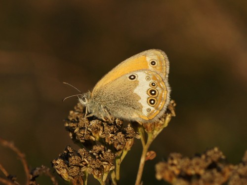 16 10 2018 Coenonympha arcania.JPG