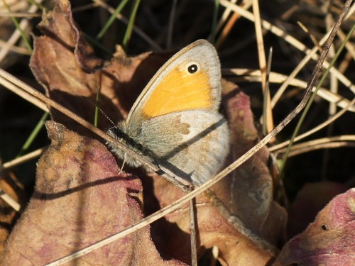 16 10 2018 Coenonympha pamphilus.JPG