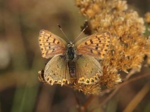 16 10 2018 Lycaena tityrus.JPG