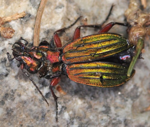 Carabus_auronitens_9328_Kamienczyk_WS32.jpg