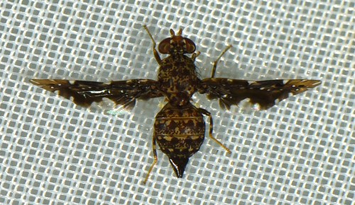 Tephritidae? Ulidiidae?