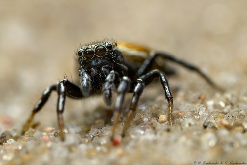 Heliophanus sp.