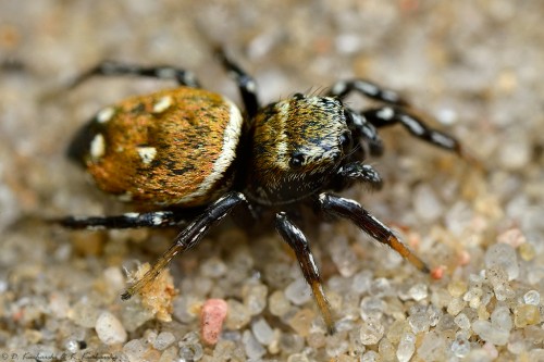 Heliophanus sp.