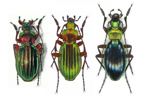 Carabus auronitens_Bieszczady.jpg