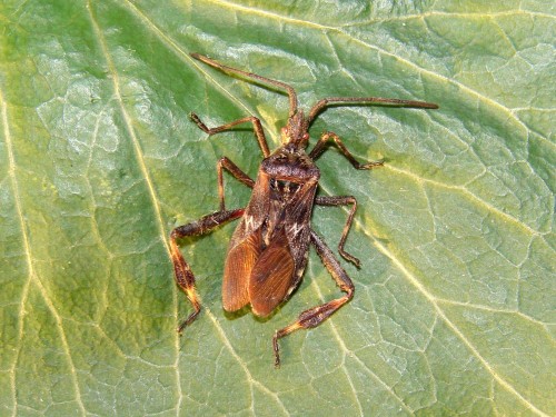 Leptoglossus occidentalis.jpg