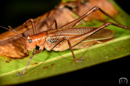 Ischnomela pulchripennis