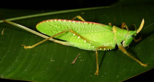 Copiphora rhinoceros