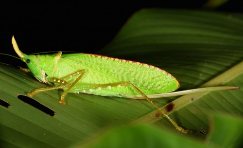 Copiphora rhinoceros