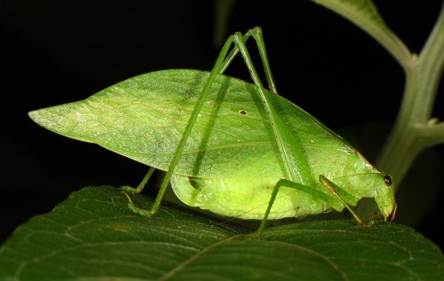 Orophus tesselatus