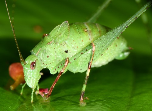 Orophus tesselatus - nimfa