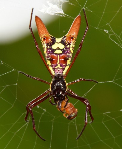 Micrathena sexspinosa.JPG