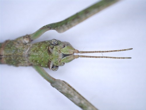 Medauroidea extradentata