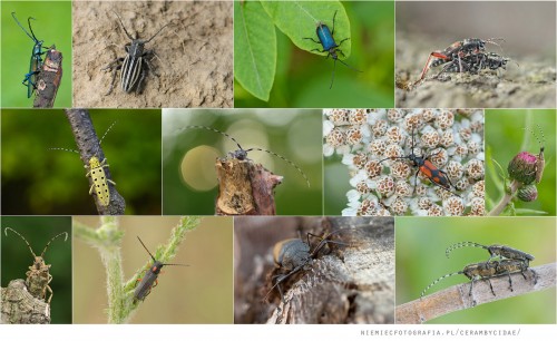 baner cerambycidae forum.jpg