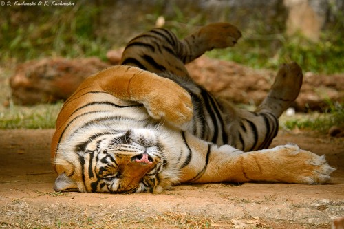 Tygrys malajski (Panthera tigris jacksoni).