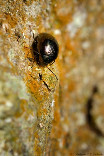 Tenebrionidae