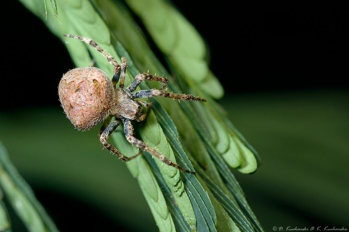 Araneidae