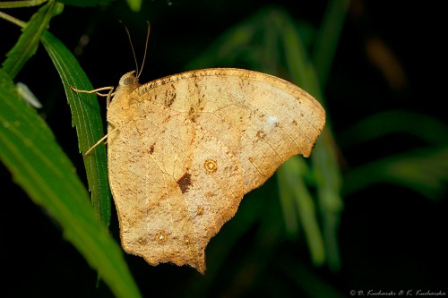 NN Lepidoptera