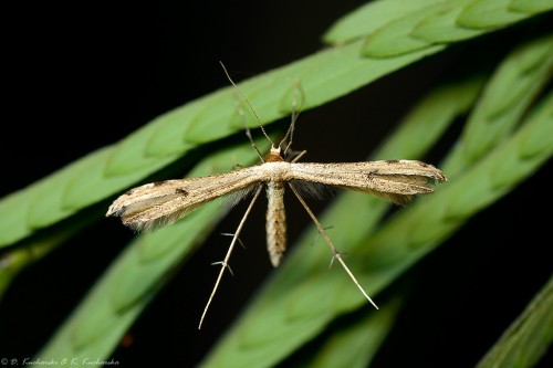 Pterophoridae