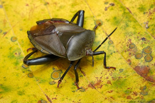 NN Pentatomoidea