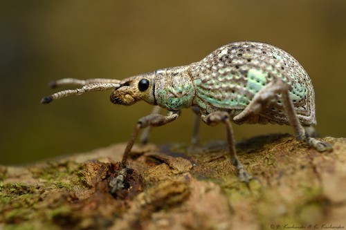 Curculionidae