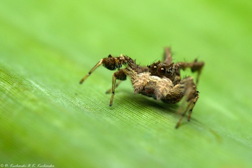 Portia sp.