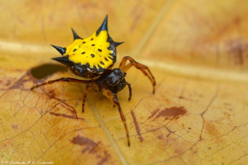 Gasteracantha sp.