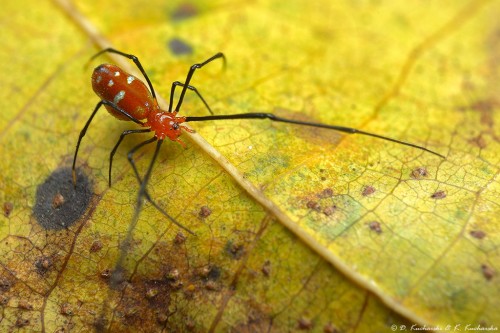 Argyrodes cf. miniaceus