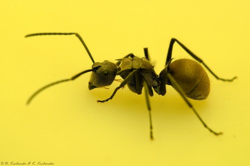 Polyrhachis sp.