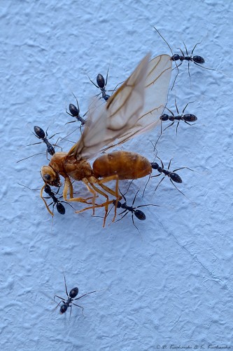 Ciekawy orszak pogrzebowy. W pewnym momencie na ścianę naszego pokoju wlazły 3 grupy mrówek, każda niosąca zasuszoną mumię królowej.