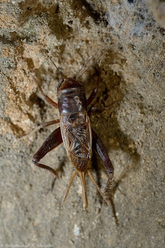 NN Gryllidae