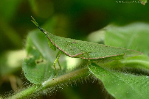 Acrida sp. (?)