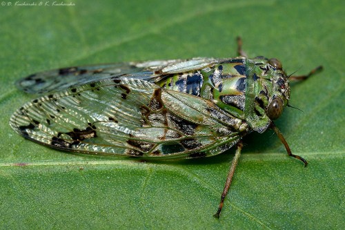 NN Cicadidae