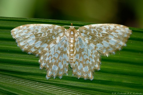 Geometridae