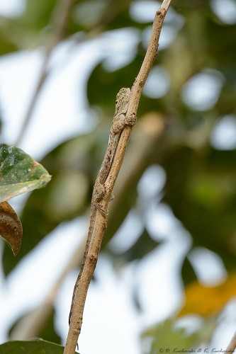 Draco volans