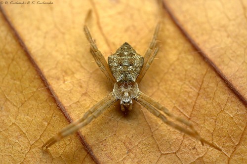 Araneidae