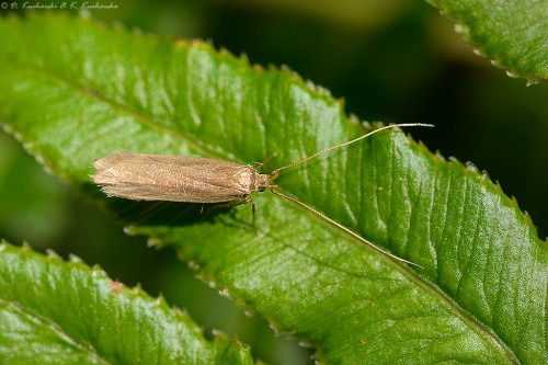 NN Microlepidoptera